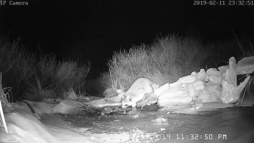 Common Raccoon photographed in Nebraska