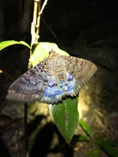 Plain cloak moth