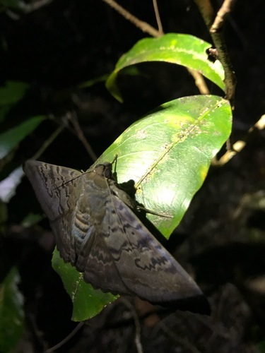Plain cloak moth