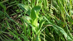 Ononis alopecuroides