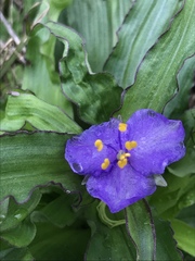 Tradescantia humilis