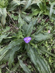 Tradescantia humilis