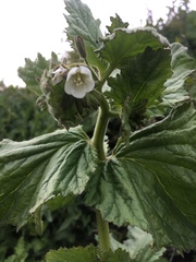 Phacelia viscida albiflora