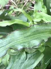 Tradescantia humilis