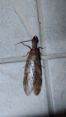 Corydalus peruvianus