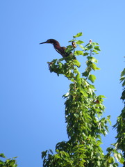 Butorides virescens image