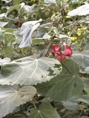 Abutilon menziesii
