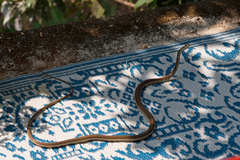 Dendrelaphis tristis