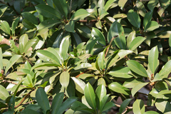 Dendrelaphis tristis