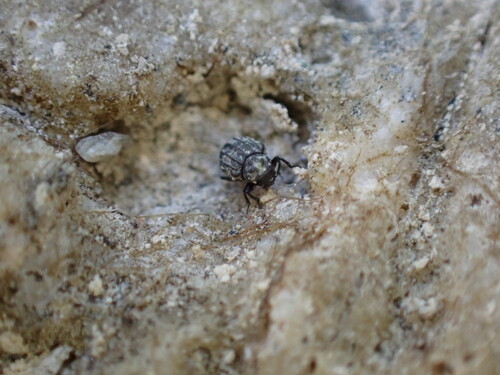 Georissus costatus