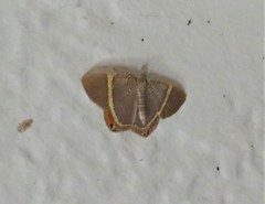 Phrygionis paradoxata