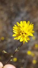 Lessingia pectinata pectinata
