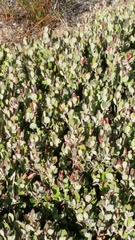 Arctostaphylos pumila