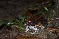 Leptodactylus pentadactylus