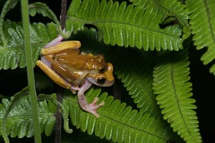 Dendropsophus triangulum