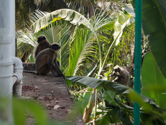 Semnopithecus hypoleucos