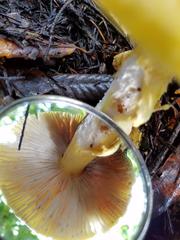 Amanita augusta image