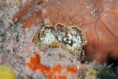 Bellactis caeruleus