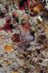 Clavelina
