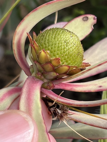 Image of Leucadendron arcuatum by (c) Charleen Brunke, some rights reserved (CC BY)