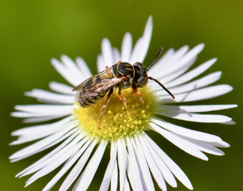 Dwarf Cellophane-cuckoo Bee photo 3