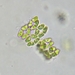 Willea apiculata - Photo (c) Zihao Wang,  זכויות יוצרים חלקיות (CC BY), הועלה על ידי Zihao Wang