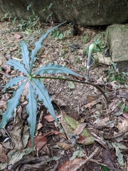 Arisaema formosanum