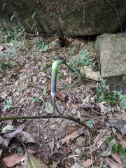 Arisaema formosanum