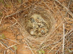 Galerida magnirostris