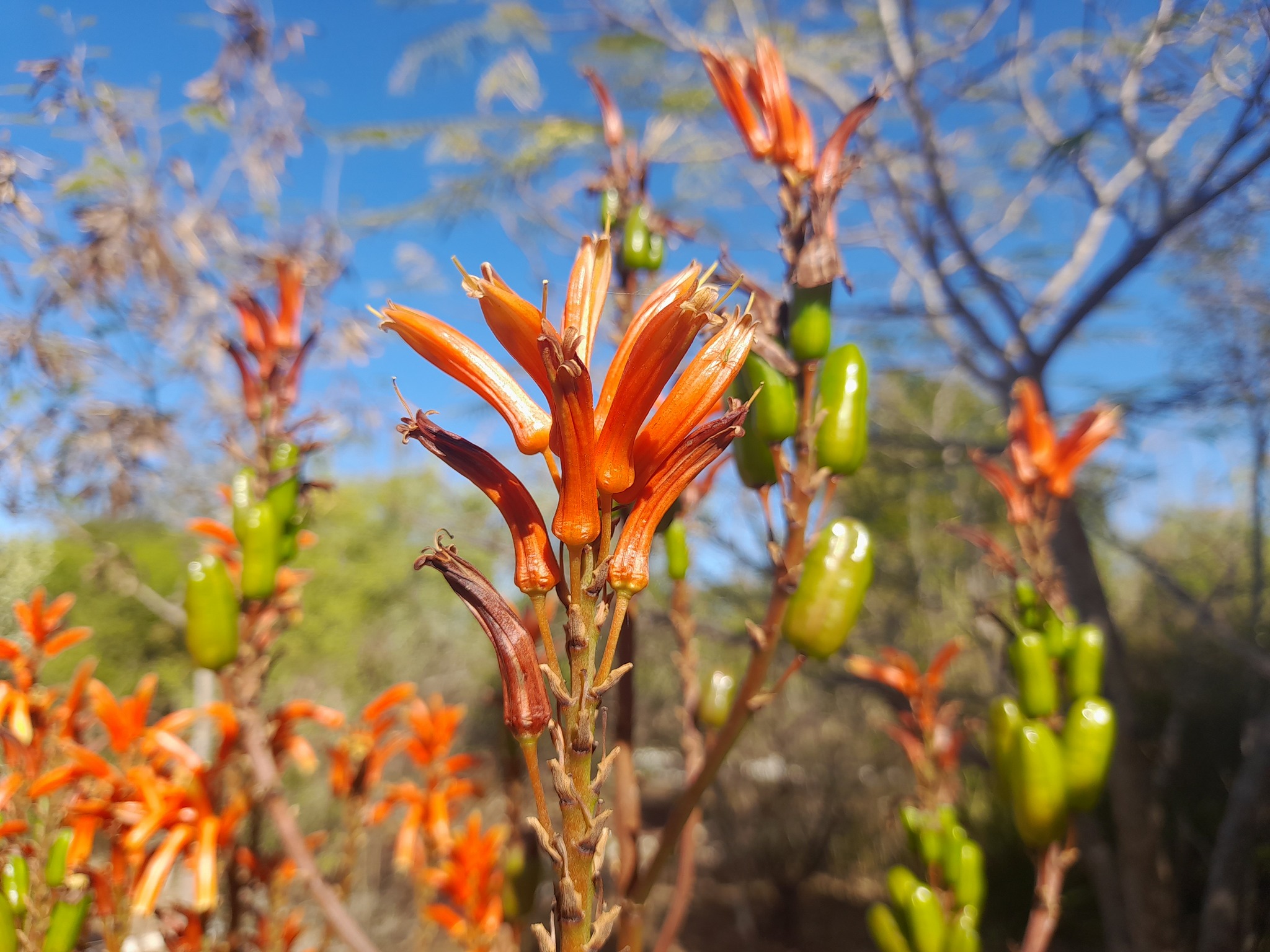 Aloe vaombe var. vaombe