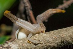 Thomisidae