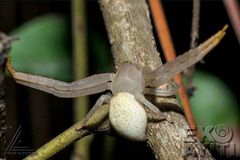 Thomisidae