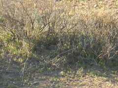 Galerida magnirostris
