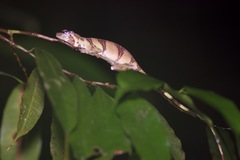 Anolis transversalis