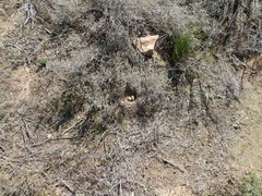 Galerida magnirostris