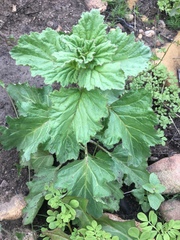 Phacelia viscida albiflora