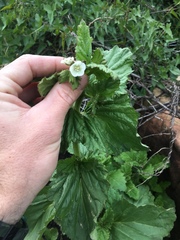 Phacelia viscida albiflora