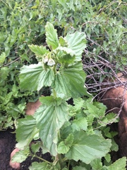 Phacelia viscida albiflora