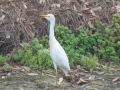 Bubulcus ibis image