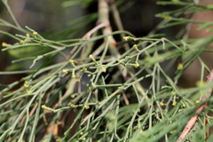 Exocarpos cupressiformis