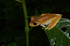 Boana calcarata