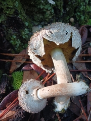 Boletellus ananas image