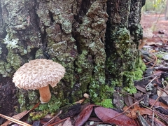 Boletellus ananas image