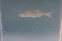 Leucaspius delineatus