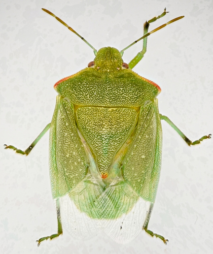 Red-shouldered Stink Bug (Thyanta pallidovirens) photo 2