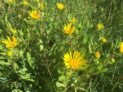 Grindelia integrifolia
