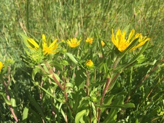 Grindelia integrifolia