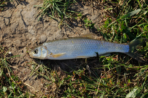Common dace
