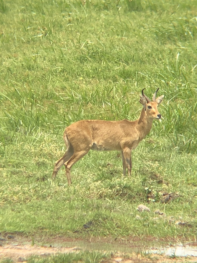 Redunca redunca, Loitokitok, Kenya, by peterchristiaen