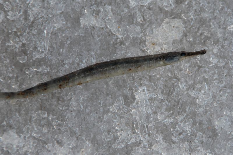 Black-striped pipefish (Syngnathus abaster) — Syngnathidae